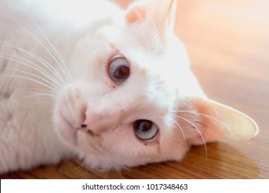 Cat Down Syndrome Hd Stock Images Shutterstock