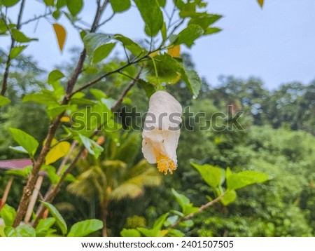 This is white coloured flower bud.Hibiscus rosa-sinensis is widely grown as an ornamental plant throughout the tropics its flower colors ranging from white through yellow and orange to scarlet