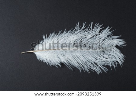 This is white feather on black background.