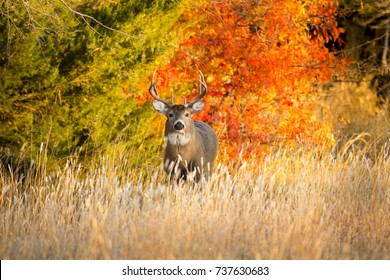 This Whitetail Buck was searching for doe along this very colorful tree line at sunrise on this late Autumn morning.