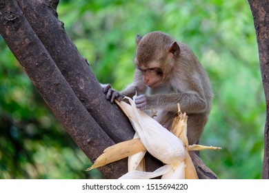 This wild monkey is very beautiful. - Shutterstock ID 1515694220