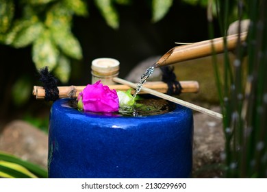 This Winter Peony Is Getting VIP Treatment With A Personal Bath With Constant Fresh Water Under The Shade.