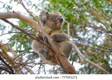 This Wistful Koala Is Sitting In A Eucalyptus Tree In A Forest On Kangaroo Island, South Australia. He May Be Wondering Where The Next Leaf Will Come From - Or Maybe It Is Mating Time.