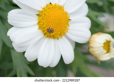 This Wonderfully Designed Carpet Beetles Were Discovered By Me On My Daisies. They Can Be Great Inspiration For Creative Carpet Designers! Hope They Don't Cause Much Damage To The Flowers