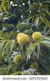This work captures the vital activity of chestnut trees, quietly heralding the arrival of autumn. The contrast between the lush, sharply thorned burrs and the robust leaves heightens the sense of anti