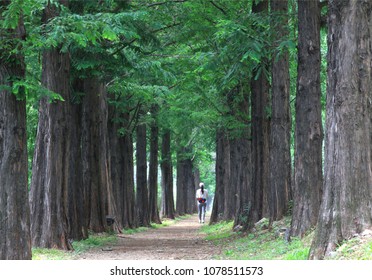 This work is a walking trail.