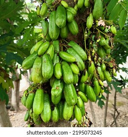 This Wuluh Star Fruit Has A Sour, Sweet, And Bitter Taste. Because Of Its Rich Taste, Starfruit Is Often Used As An Ingredient In Cooking And Drink