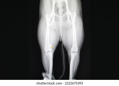 This is an x-ray of a dog's leg. - Shutterstock ID 2222675393