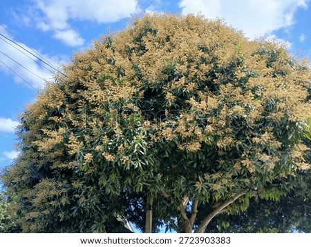 This year, the mango trees are blooming profusely.