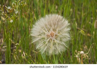 This Yellow Salsif Was Photogtraphed At The Site Of The Teton Dam Collapse, But They Are Ubiquitous To The Area.