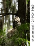 This young barred owl sits in a bald cypress in a south Florida wildlfie refuge