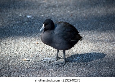 This Is A Young Eurasian Coot As Its White Mantle Is Not Fully Developed