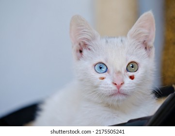 This young minnow white cat found in the street proves her joy and good humor at every moment. Its particularity is to have a blue eye and another green - Shutterstock ID 2175505241