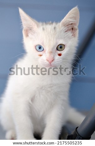 This young minnow white cat found in the street proves her joy and good humor at every moment. Its particularity is to have a blue eye and another green