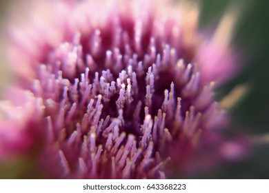 Thistle