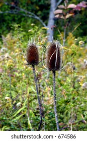 Thistle