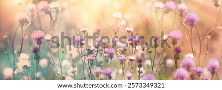 Thistle blooming in the meadow, selective and soft focus on the thistle flowers illuminated by the sun's rays