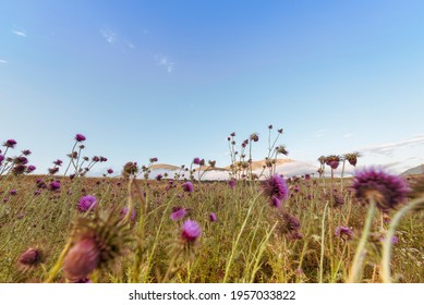 Thistle blooms in the top of the mountains, sunlight color - Shutterstock ID 1957033822