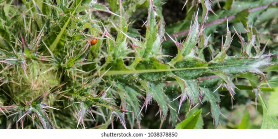 Thistle Blossoms Are An Early Spring Food Source For Pollinators In A Pine Savanna Habitat