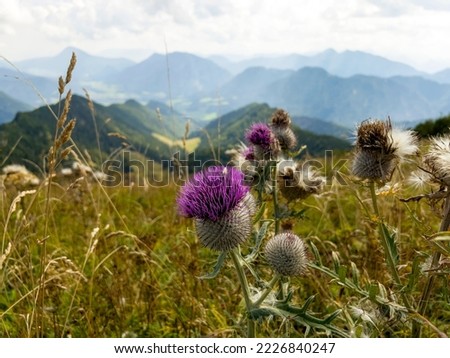 Thistle is the common name of a group of flowering plants characterised by leaves with sharp prickles on the margins, mostly in the family Asteraceae.