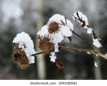 Thistle during cold winter. Weather in winter. Dry burdock in winter. - Powered by Shutterstock