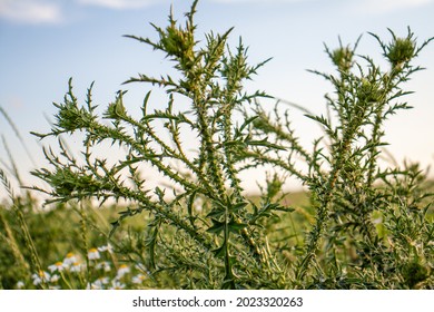 Thistle In The Field, Thorny Plants