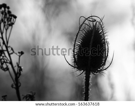 Thistle flower - black and white