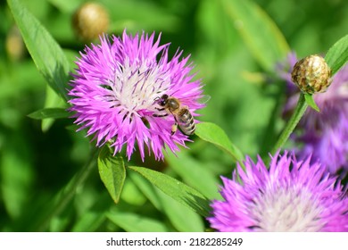 
Thistle Flower Close-up. Bright Purple Fluffy Flower. Bombus Humilis On The Flower. Beautiful Bokeh. Blurred Background, No People. Nature Background
