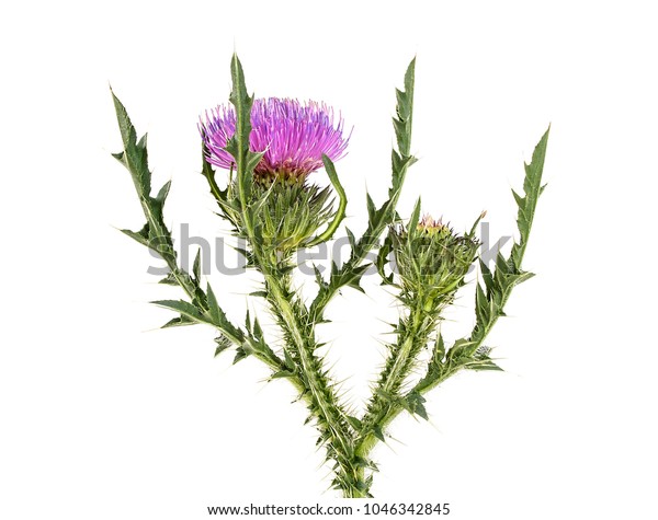 Thistle Flower Isolated On White Background Stock Photo (Edit Now