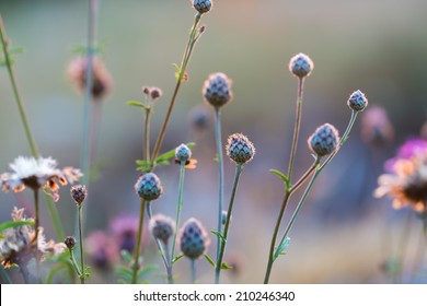 thistle flowers