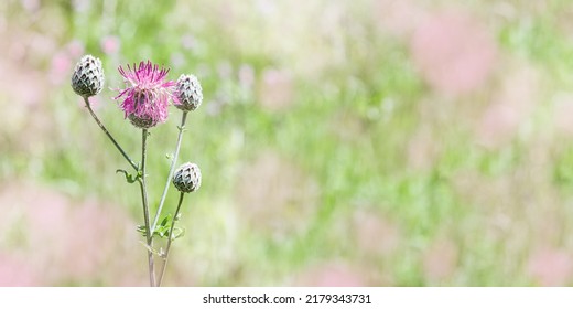 Thistle Flowers Against Blurred Green Grass With Bokeh. Wild Field Plant Weed Thorn Close-up. Nature Background With Pink Meadow Flower. Outdoors Natural Bloom, Nature Aesthetic Wide Banner, Copyspace