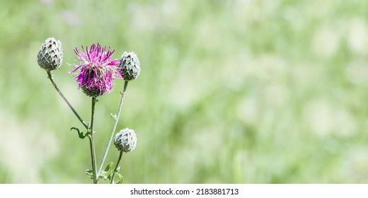 Thistle Flowers Against Blurred Green Grass With Bokeh. Wild Field Plant Weed Thorn Close-up. Nature Background With Pink Meadow Flower. Outdoors Natural Bloom, Nature Aesthetic Wide Banner, Copyspace