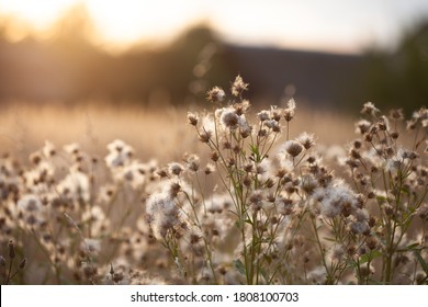 Thistle flowers with fluffy seeds on the meadow. Evening light, beautiful sunset, neutral colors. Natural background, website banner. - Powered by Shutterstock