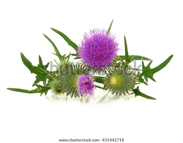 Thistle Flowers Isolated On White Stock Photo (Edit Now) 431442718