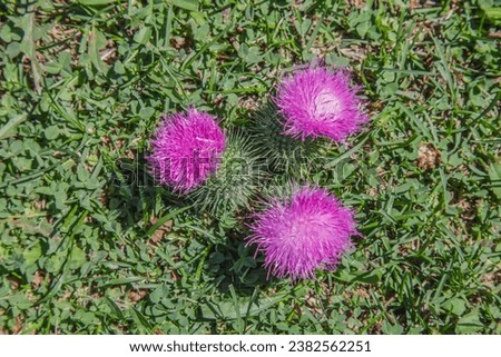 Thistle flowers with pink tops on a green lawn in autumn.