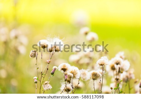 Similar – Image, Stock Photo I wither Plant Summer