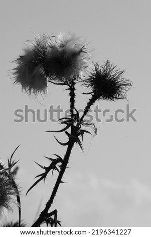 A thistle in front of blue sky in black and white