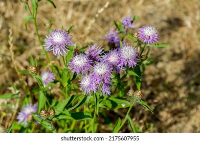 Thistle Is A Genus Of Plants In The Aster Family, Or Compound Flowers