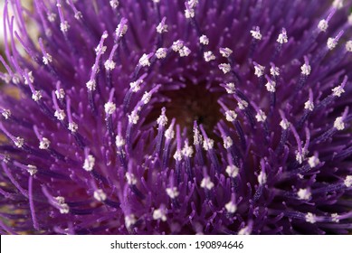 5,605 Scottish thistle Images, Stock Photos & Vectors | Shutterstock