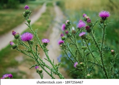 The Thistle In Nature. The Flower Is A Symbol Of Scotland. Emblem Of The Knights Of The Order Of The Thistle.