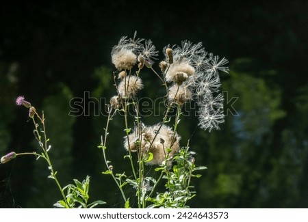Thistle on a dark background. Pooh and flowers.