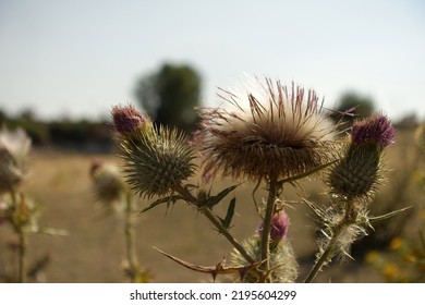 Thistle Plant, Thistle Cardus Marianus Thistle Plant Starting To Dry, Medicinal , Silybum Marianum Plant,