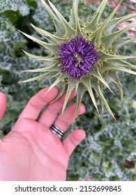 The Thistle Purple Thorny Flower.