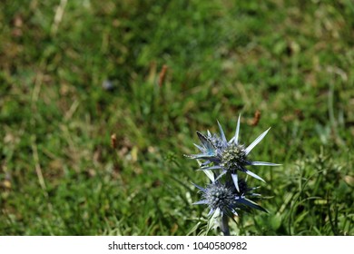 Thistle in the Pyrenees