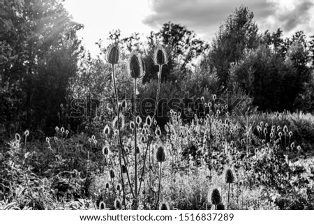 thistle in reserve in black and white, back lighted