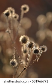 Thistle seed in the backlit at autumn