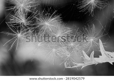 Thistle seeds in a spiderweb.