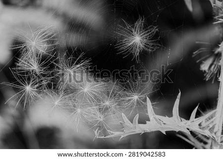 Thistle seeds in a spiderweb.