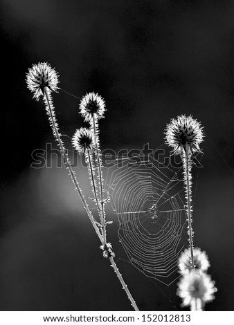 bottrop Nature Landscape