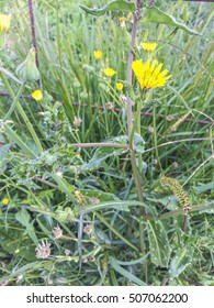 Thistle Or Spiny Sowthistle Sonchus Asper